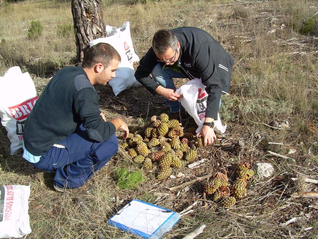 conteo piñas piñonero